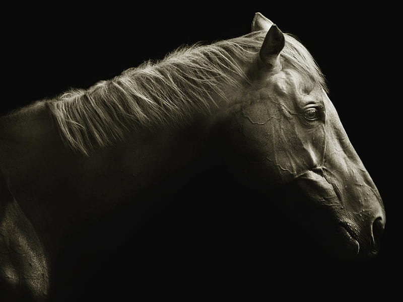 BLACK, thoroughbred, beauty, horse, animals, HD wallpaper