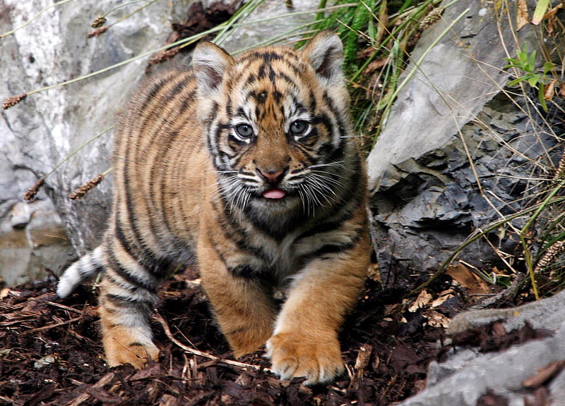 Baby Tiger, kittens, tiger, endangered tiger, zoo, nature, cats, animals, dogs, HD wallpaper