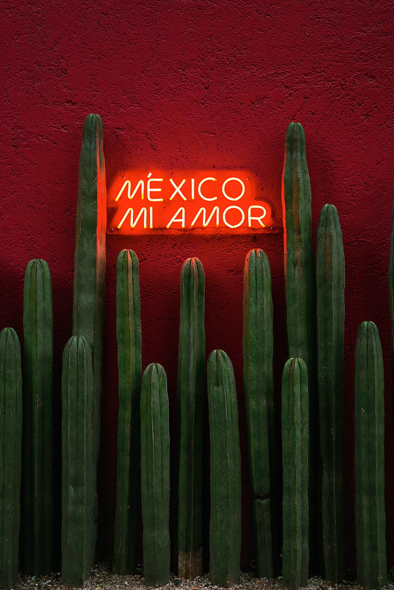 Mexico mi amor, beograda, cacti, love, mi amor, neon, red, sing, text, HD phone wallpaper