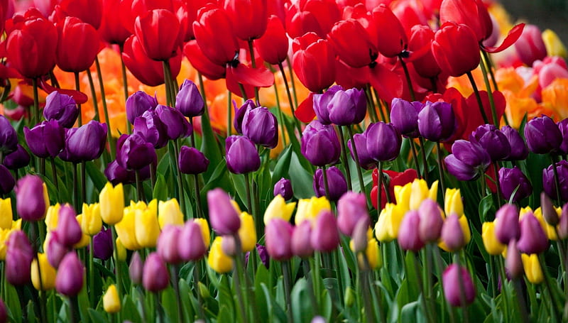 WELCOME SPRING BEAUTIES, TULIPS, SPRING, PURPLE, PINK, WELCOME, YELLOW, RED, HD wallpaper