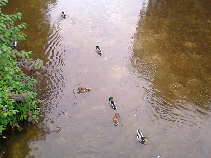 wild ducks, ducks, birds, river, wild, HD wallpaper