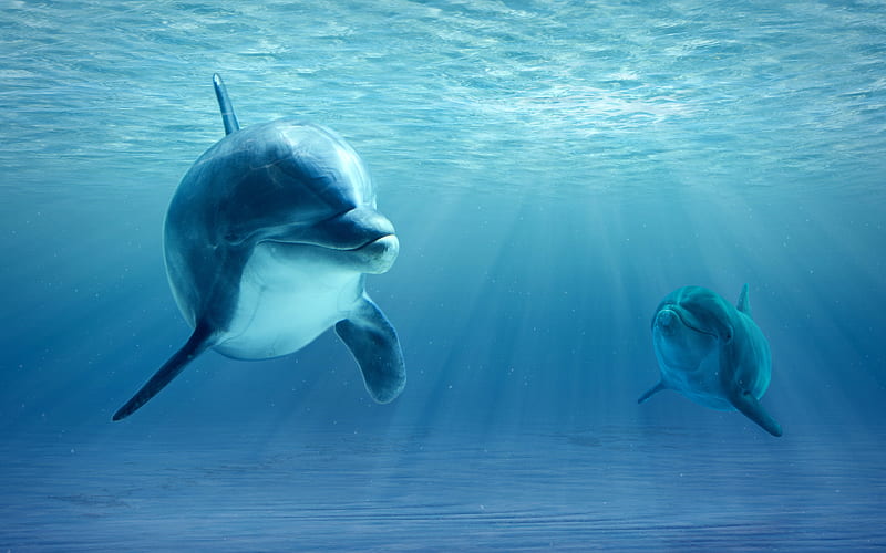 dolphins mammals, underwater world, wildlife, sea, HD wallpaper