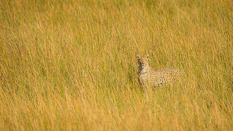 leopard, big cat, glance, predator, grass, HD wallpaper