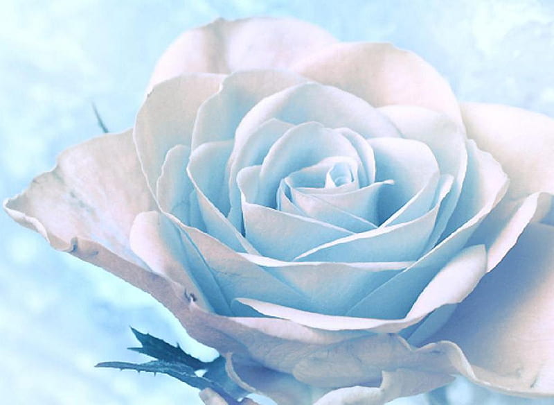 Beautiful white rose, pretty, rose, fresh, soft, bud, nice, plants,  blossoms, HD wallpaper | Peakpx