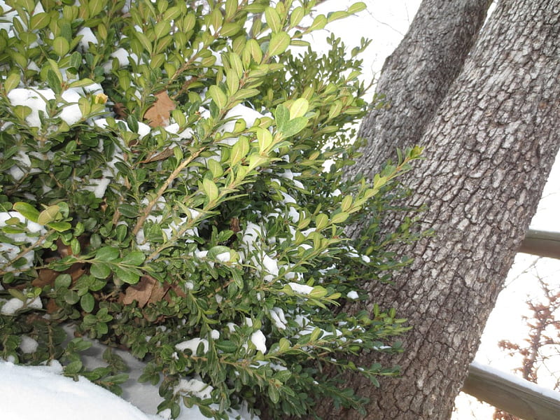 Tree and Shrub, pretty, snow, sunlight, Tree, shrub, white, winter, HD wallpaper