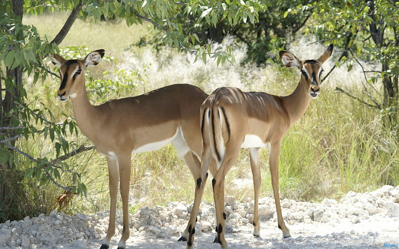 Etosha National Park, wildlife, national parks, animals, deer, HD wallpaper