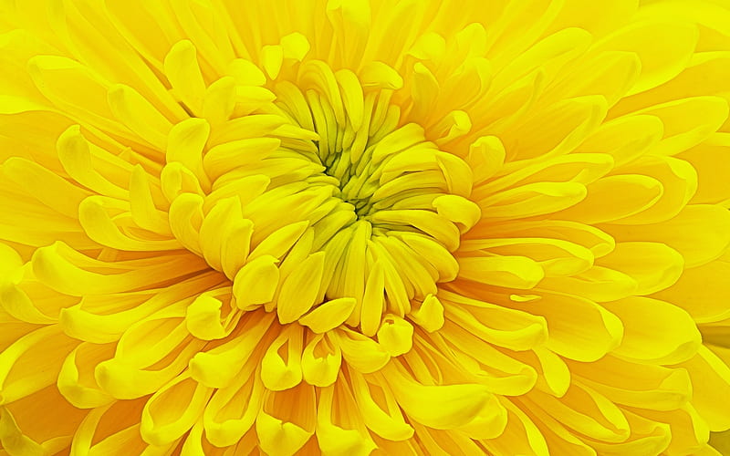 Chrysanthemum, autumn, texture, macro, flower, yellow, petals, skin, HD wallpaper