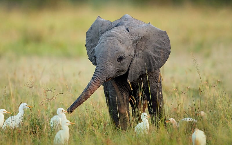 The Wonder of Nature, yellow beaks, large ears, inquisitive, tall grass, white birds, baby elephant, HD wallpaper
