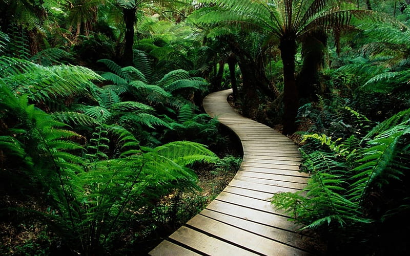path in lush vegetation, path, tree, nature, fern, HD wallpaper