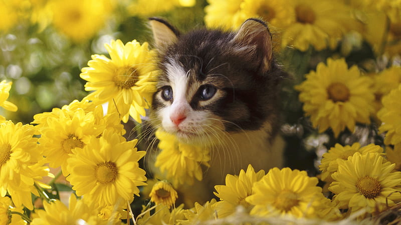 Black White Cat Is Sitting In Between Yellow Flowers Field Cat, HD wallpaper