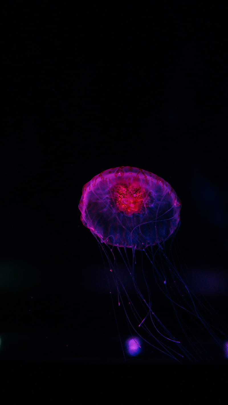 jellyfish, dark, glow, underwater world, HD phone wallpaper