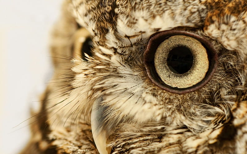 *** Beautiful owl eyes ***, oczy, zwierzeta, sowa, ptaki, HD wallpaper