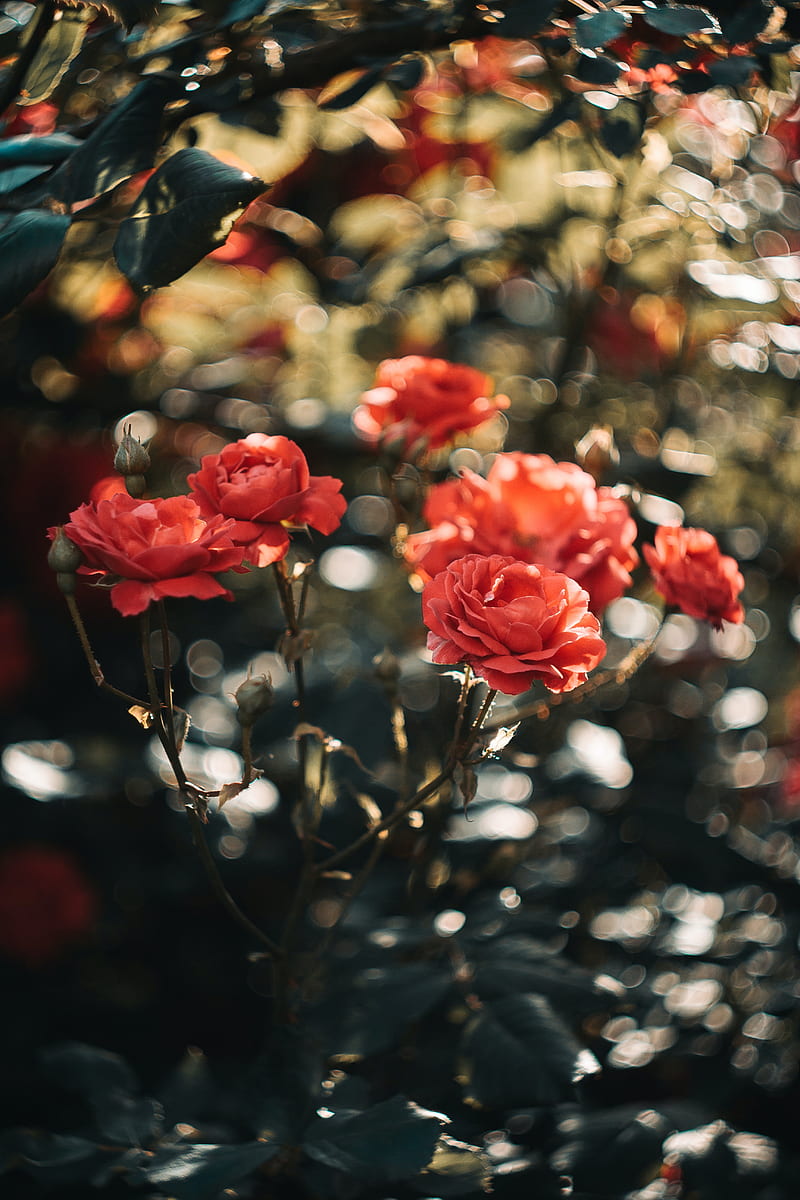 Roses, flowers, pink, plant, HD phone wallpaper | Peakpx