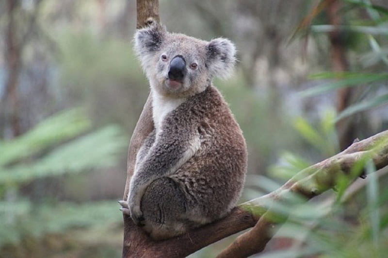 WATCHING KOALA, ANIMAL, SITTING, TREE, KOALA, HD wallpaper