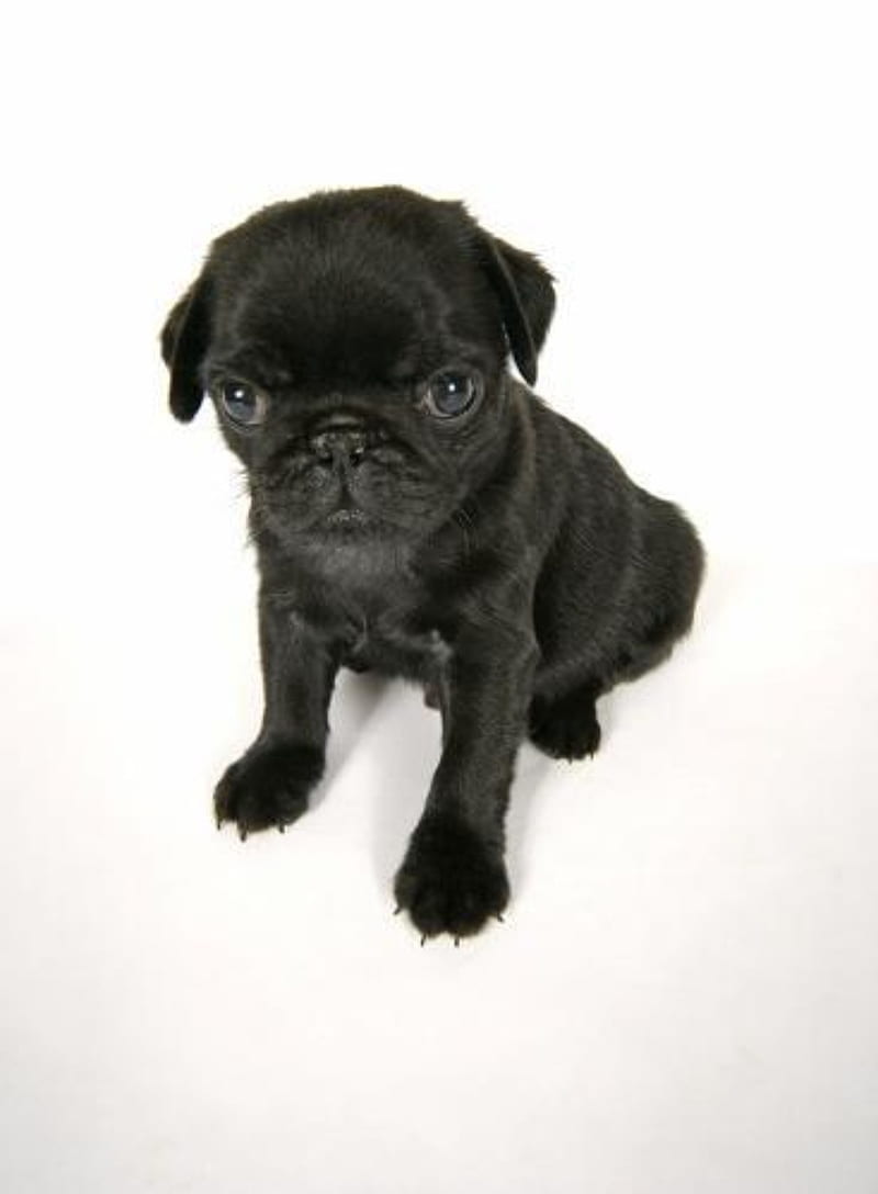 Black pug, cute dog, dog, hiya, HD mobile wallpaper