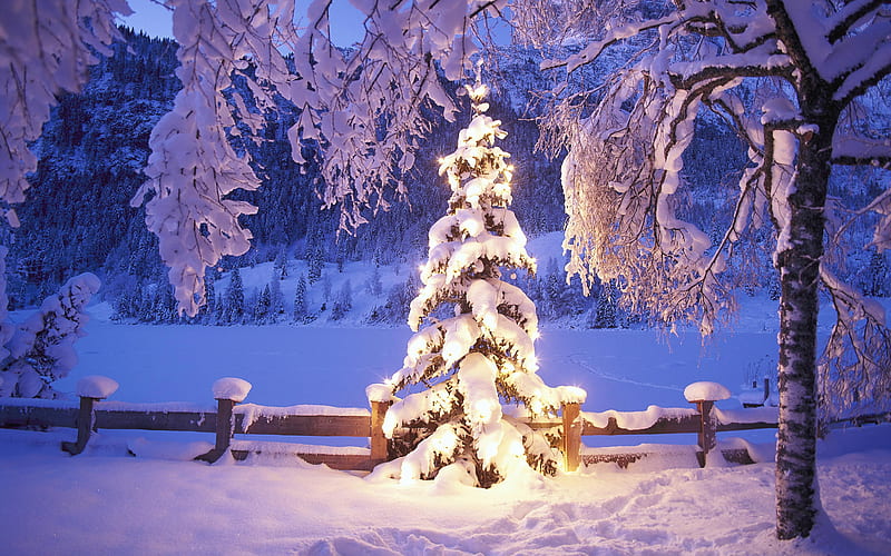 Snowy Christmas Tree, forest, christmas tree, christmas, snow, mountains, spotlight, foothills, lights, HD wallpaper