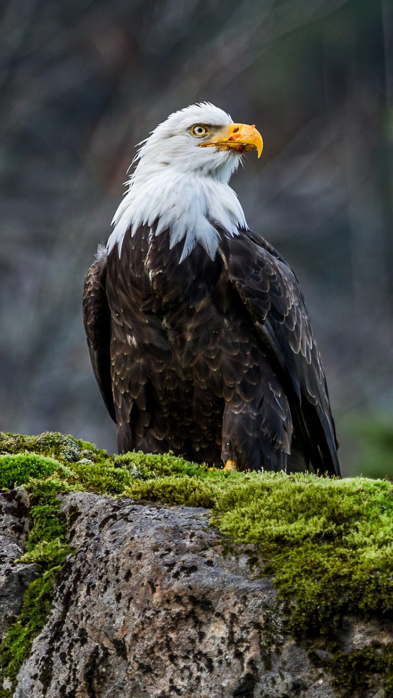 Bald Eagle, birds, eagles, nature, HD phone wallpaper