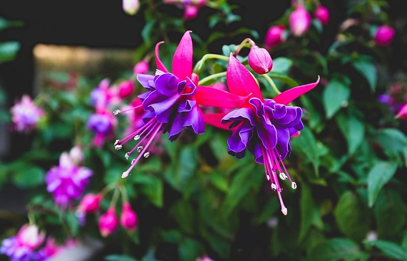 Fucsia, flores, hojas, violeta, Fondo de pantalla HD | Peakpx