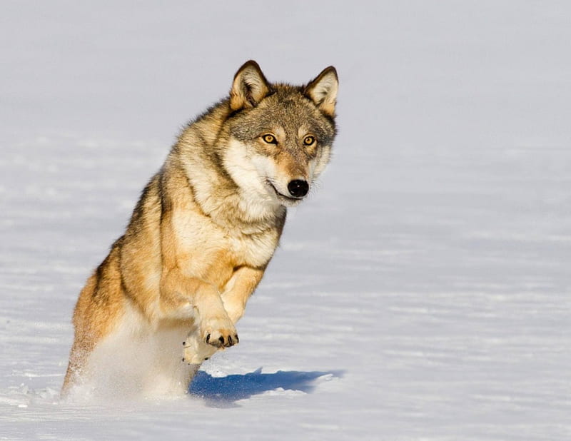 PREY IN SIGHT, snow, nature, Wolf, prey, animals, Wolves, winter, HD ...