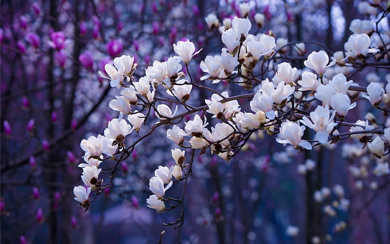 Magnolia, flower, spring, white, primavara, branch, pink, blue, HD wallpaper