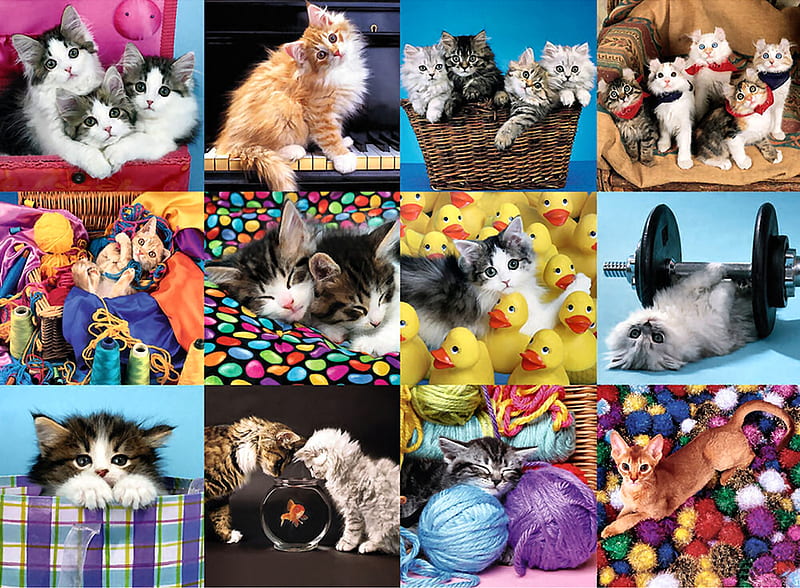 HD pets collage wallpapers | Peakpx