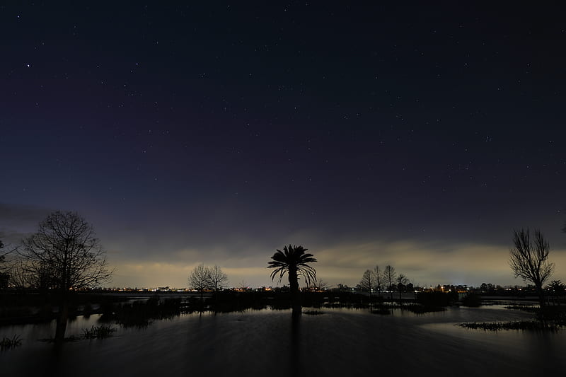 palm tree, night, silhouette, sky, dark, HD wallpaper
