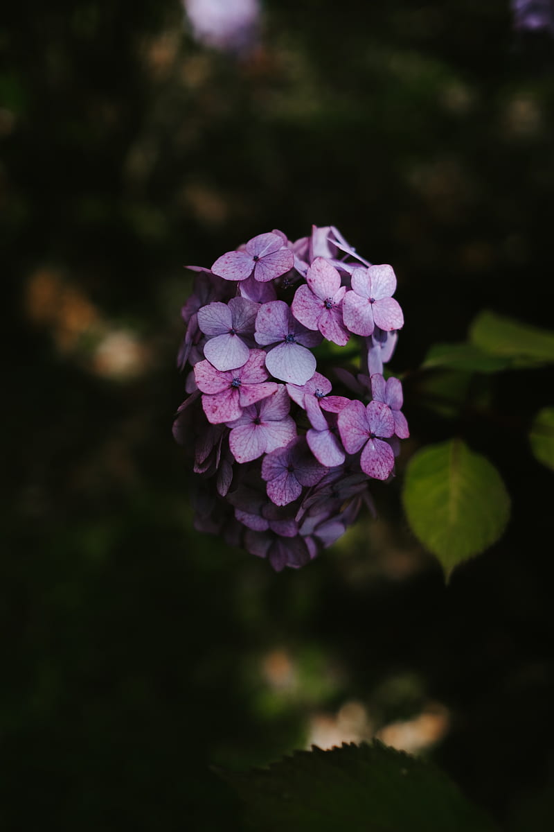 hydrangea, flowers, inflorescence, lilac, bloom, HD phone wallpaper
