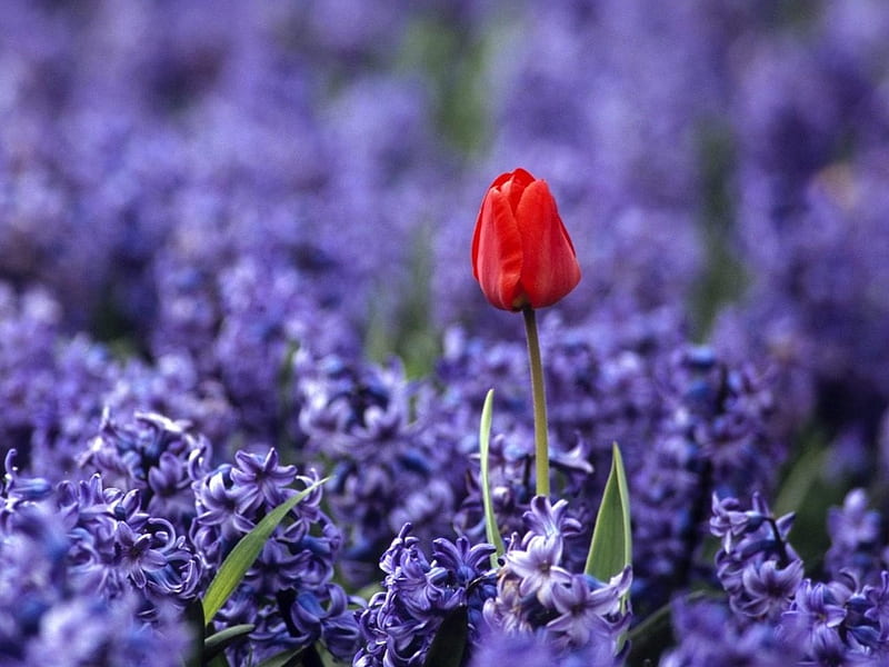 red_tulip_growing_in_field_of_purple_flowers, red, purple, flowers, nature, tulip, HD wallpaper