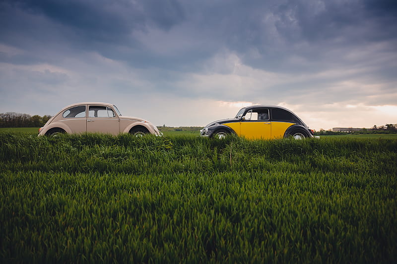 white and yellow Volkswagen Beetles on open ground, HD wallpaper