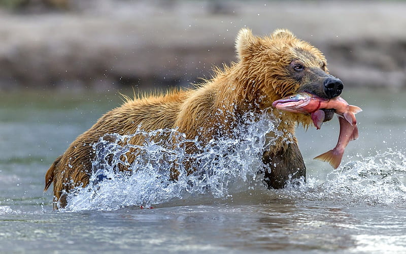 grizzly, bear, fishing, salmon, river, predators, HD wallpaper