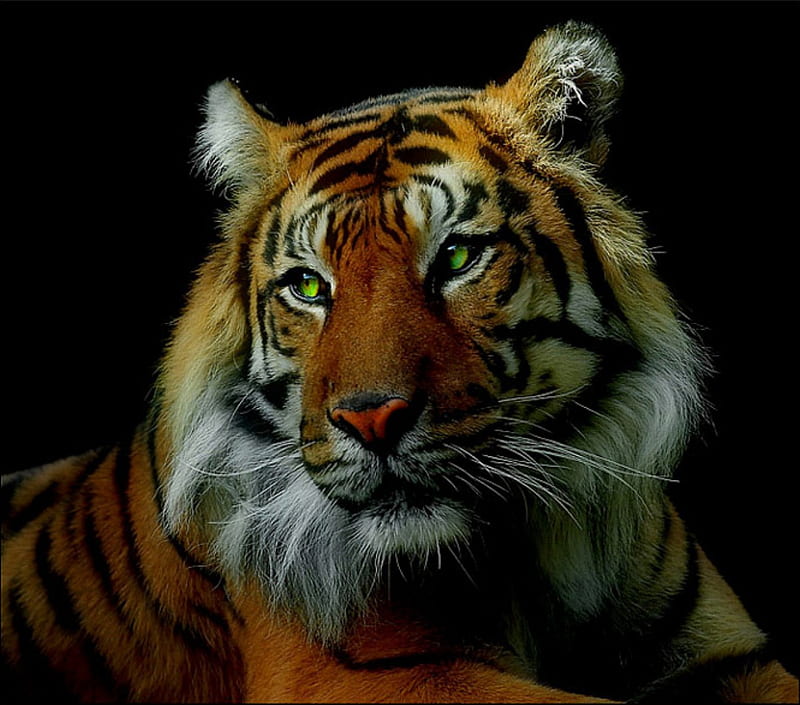 Green- Eyed Tiger, big, tigers, bonito, tiger, cat, cats, animals, animal, HD wallpaper