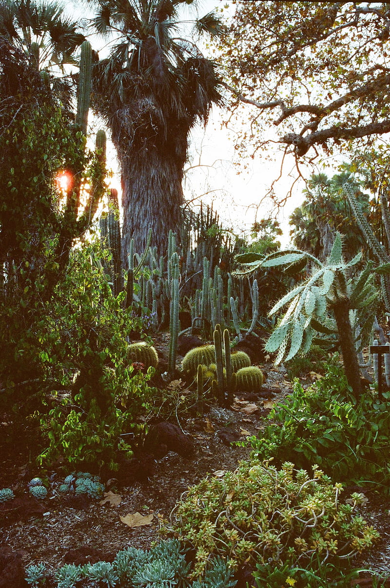 arboretum, garden, cacti, palm, plants, HD phone wallpaper