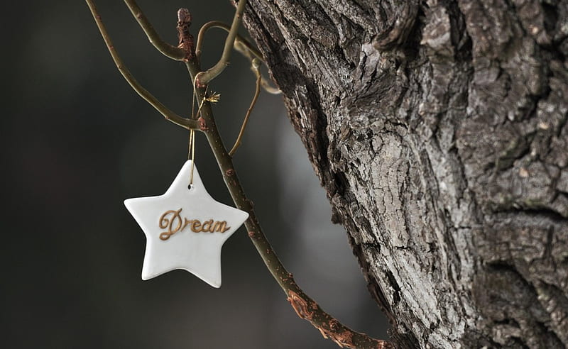 Dream, tree, christmas, white, wood, star, HD wallpaper