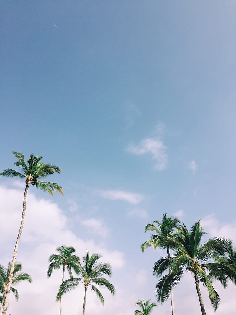 palm trees, tropics, sky, branches, leaves, HD phone wallpaper