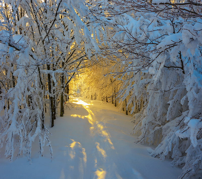 snow tunnel, branches, glow, light, path, sun, trees, winter, HD wallpaper