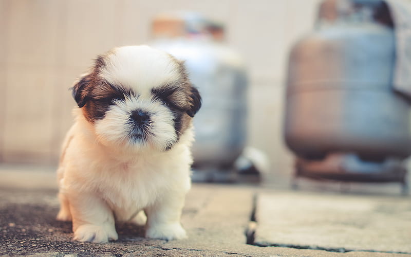 Shih Tzu pets, puppy, cute animals, cute dog, Chrysanthemum Dog, HD wallpaper