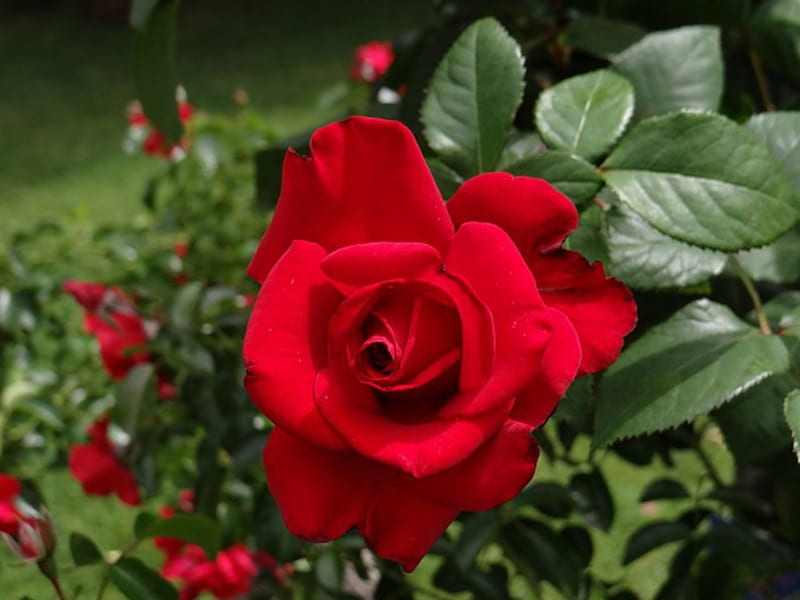 Hermosas rosas rojas, rojo, rosas, hojas, verde, primer plano, flores, jardín, Fondo de pantalla HD | Peakpx Hermosas rosas rojas, rojo, rosas, hojas, verde, primer plano, flores, jardín, Fondo de pantalla HD | Peakpx