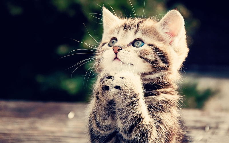 ...please, praying, kitty, paw, adorable, cat, prayer, animal, sweet, cute, graphy, paws, whiskers, kitten, eyes, cats, HD wallpaper