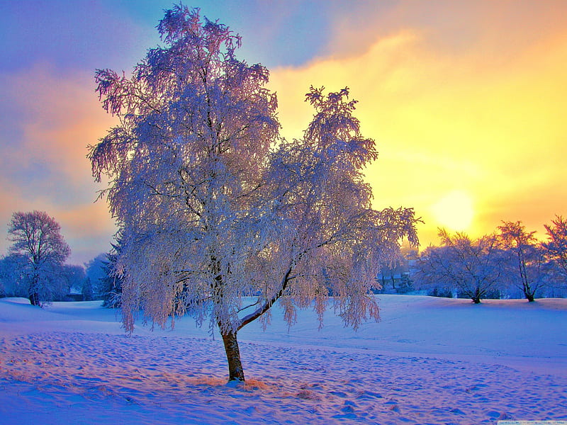 Chilly morn, tree, snow, sunrise, winter, cold, HD wallpaper