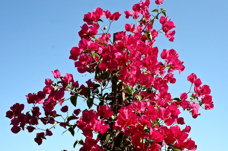 Red flowers bugainvillea, Red, flowers, bougainvillea sky, bougainvillea, sky, HD wallpaper