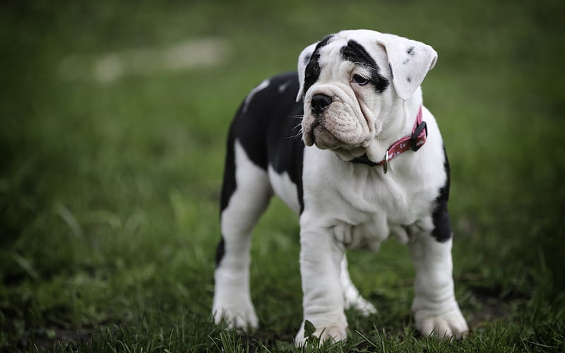 english bulldog, small puppy, white bulldog with black spots, cute animals, puppies, pets, dogs, HD wallpaper