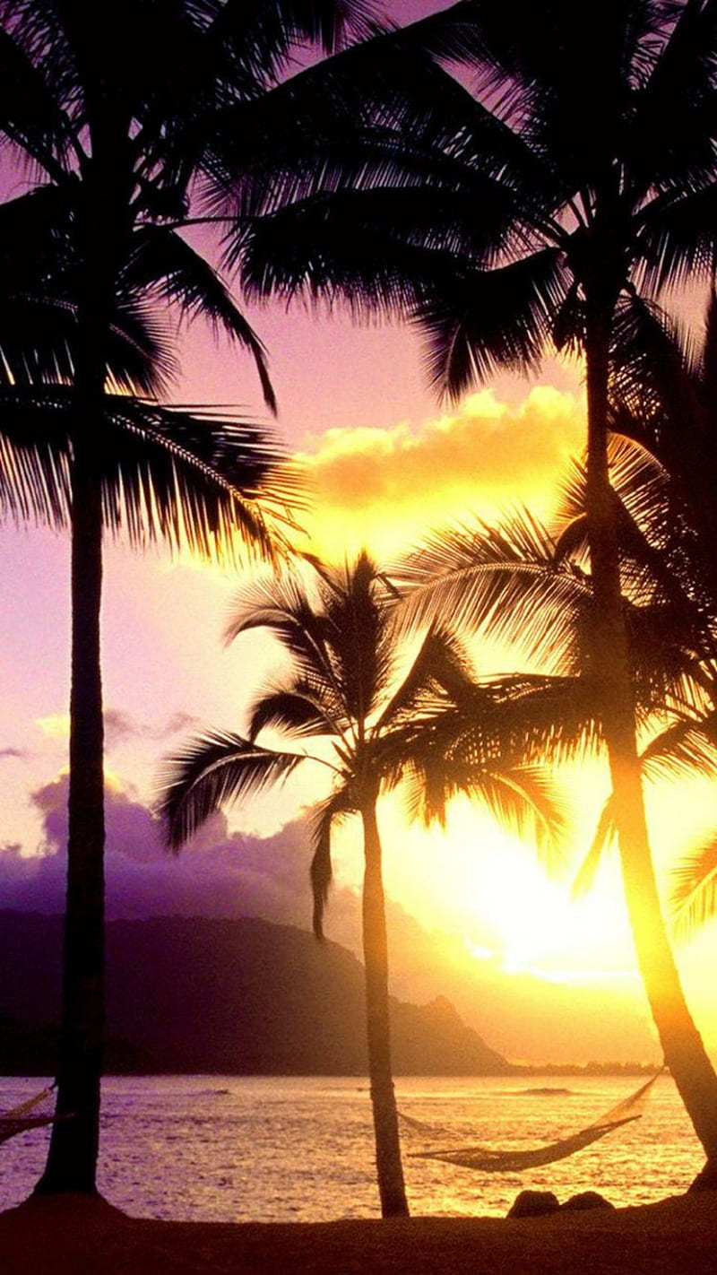 beaches, palm, sunset, HD phone wallpaper