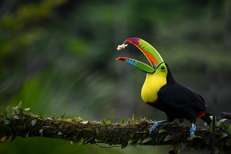 Birds, Toucan, HD wallpaper | Peakpx