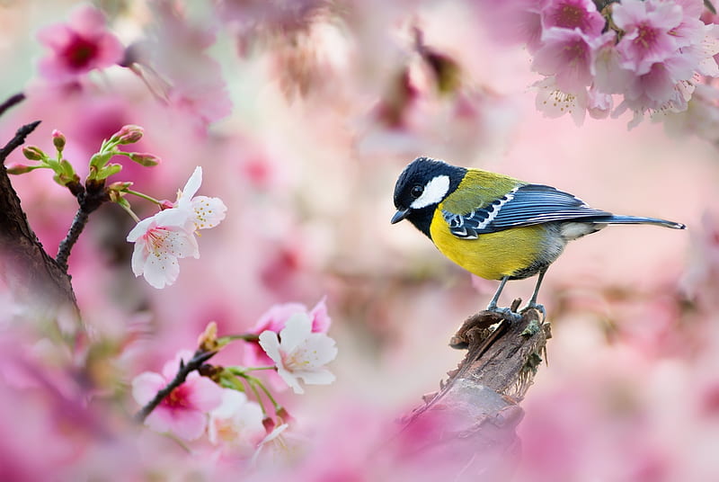 Blue Tit, fuyi chen, blossom, bird, pasare, spring, pink, HD wallpaper