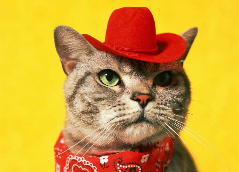Cowcat, cute, red, yellow, funny, cat, cowboy, animal, hat, HD wallpaper