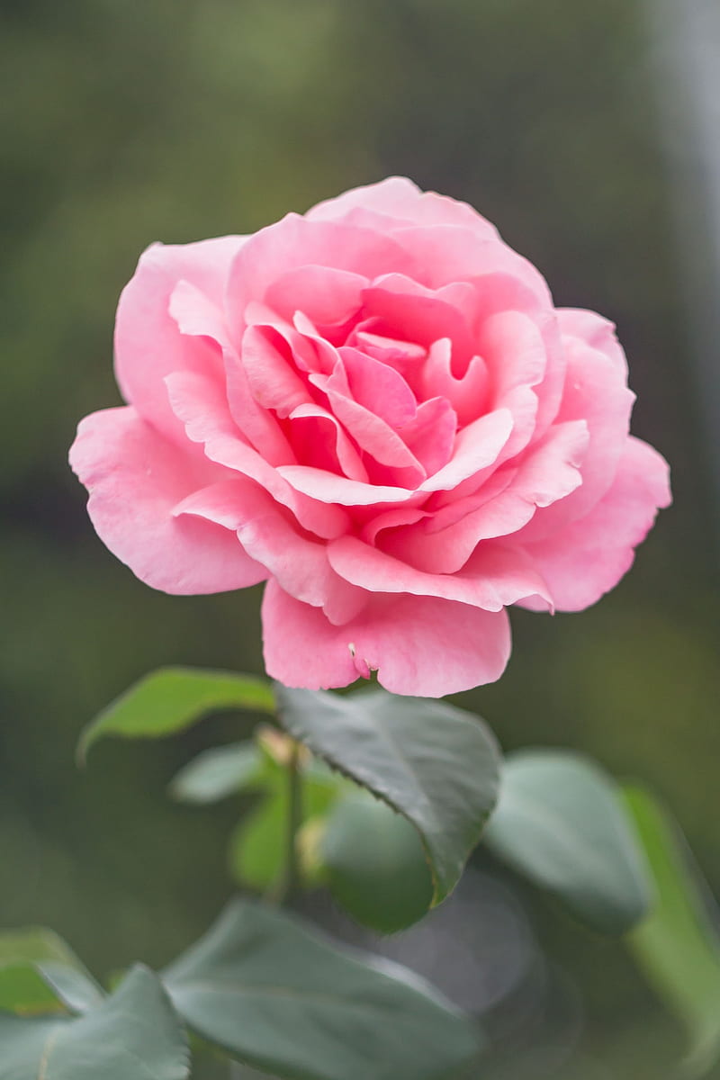 Rose Flower flowers roses HD phone wallpaper  Pxfuel