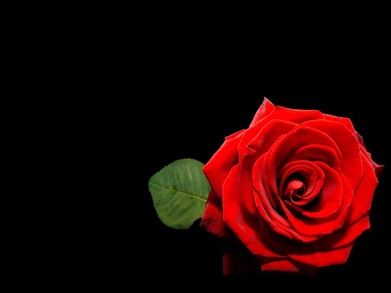 Red rose on black, red, nice, rose, love, flower, black, HD wallpaper |  Peakpx