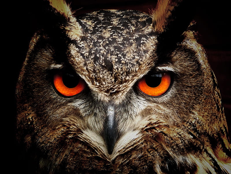 Owl Eagle Eyes, owl, eyes, birds, HD wallpaper