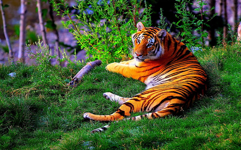 THE ROYAL LOOK, siberian, stripes, wild, tiger, relaxing, HD wallpaper
