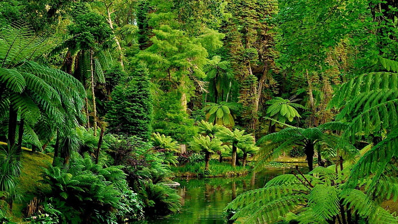 River Between Small Big Green Trees Covered Jungle Jungle, HD wallpaper